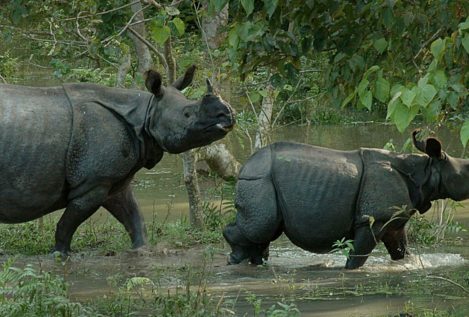 Los rinocerontes vuelven a Ruanda 10 años después de su extinción en la zona
