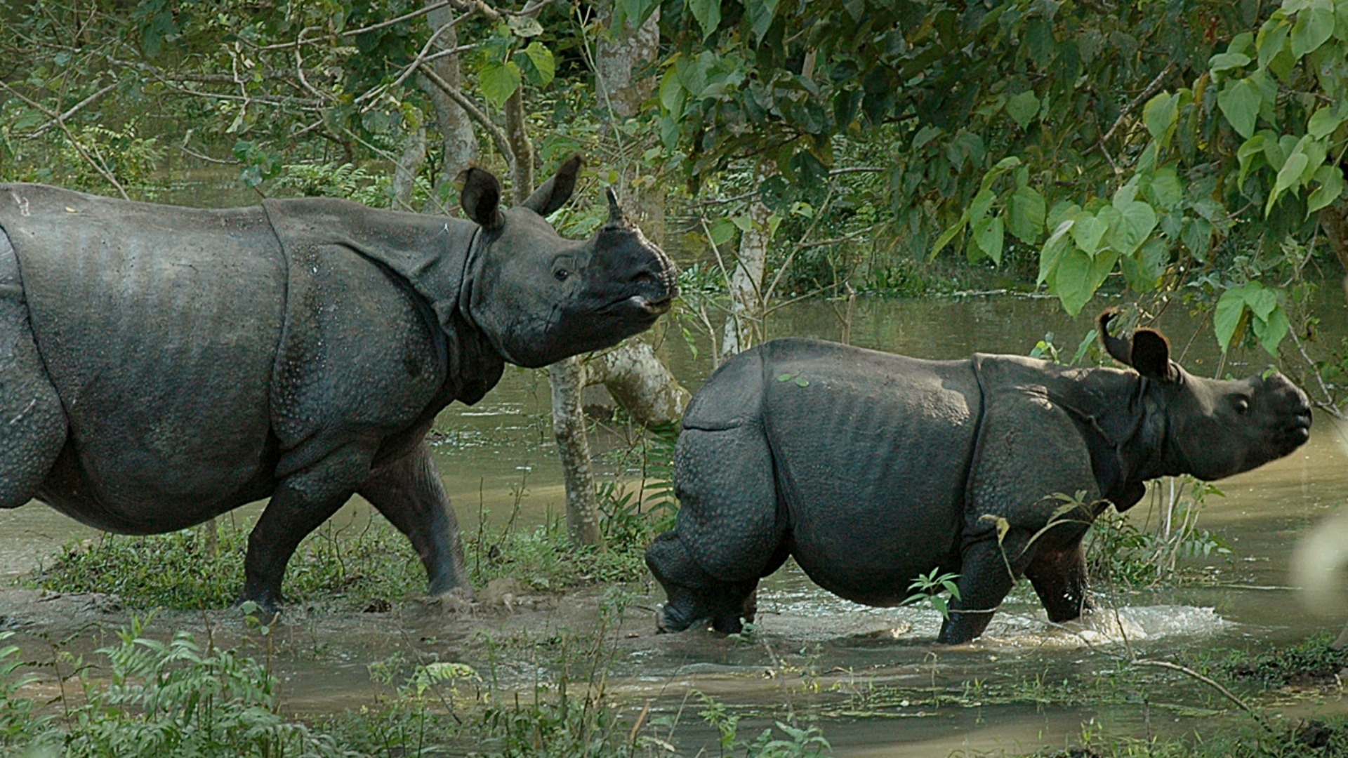 Los rinocerontes vuelven a Ruanda 10 años después de su extinción en la zona