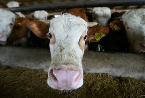 Movilización popular en España para salvar de la muerte a una vaca sin papeles