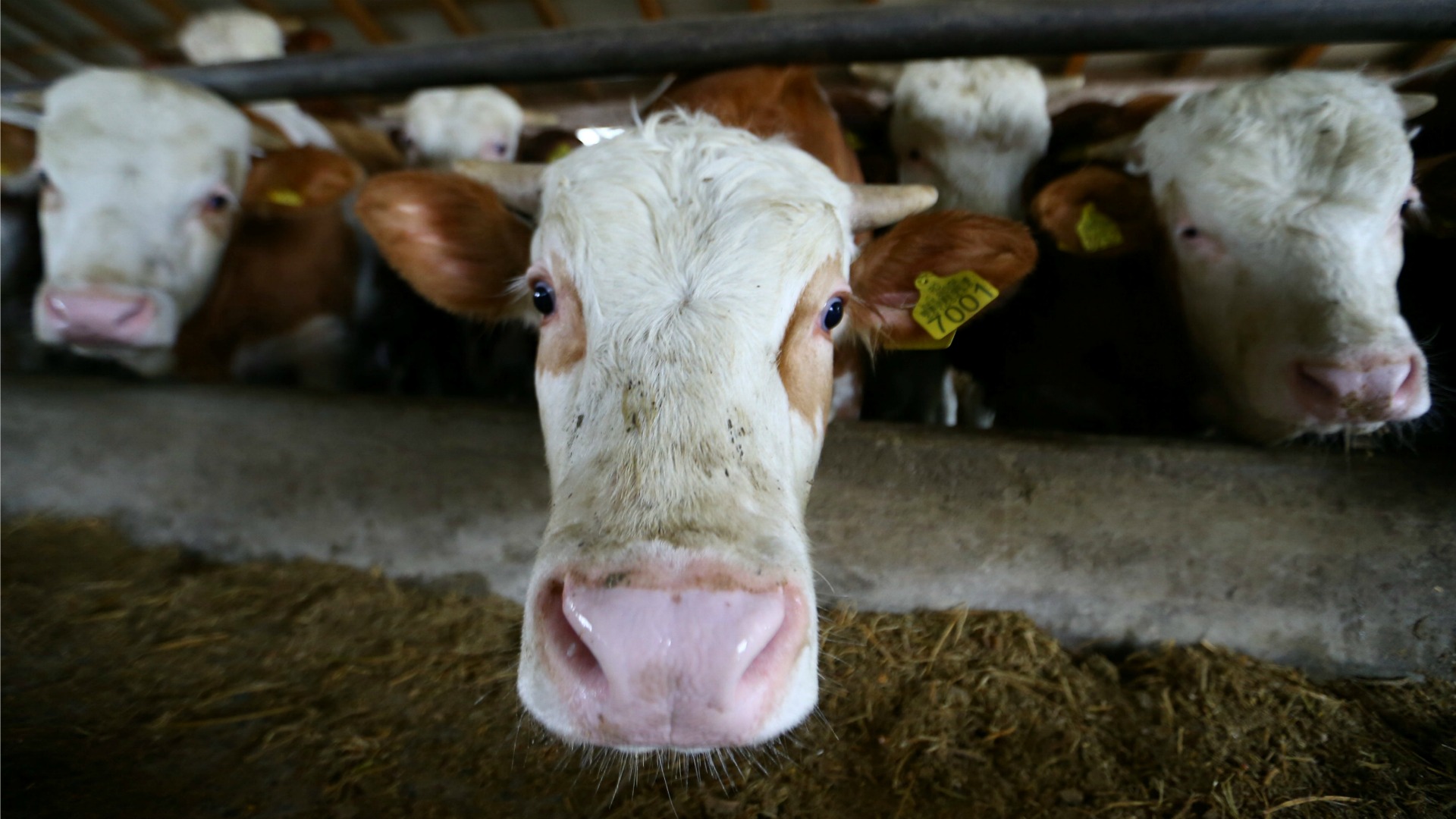 Movilización popular en España para salvar de la muerte a una vaca sin papeles