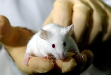 Nacen los primeros ratones a partir de óvulos artificiales impresos en 3D