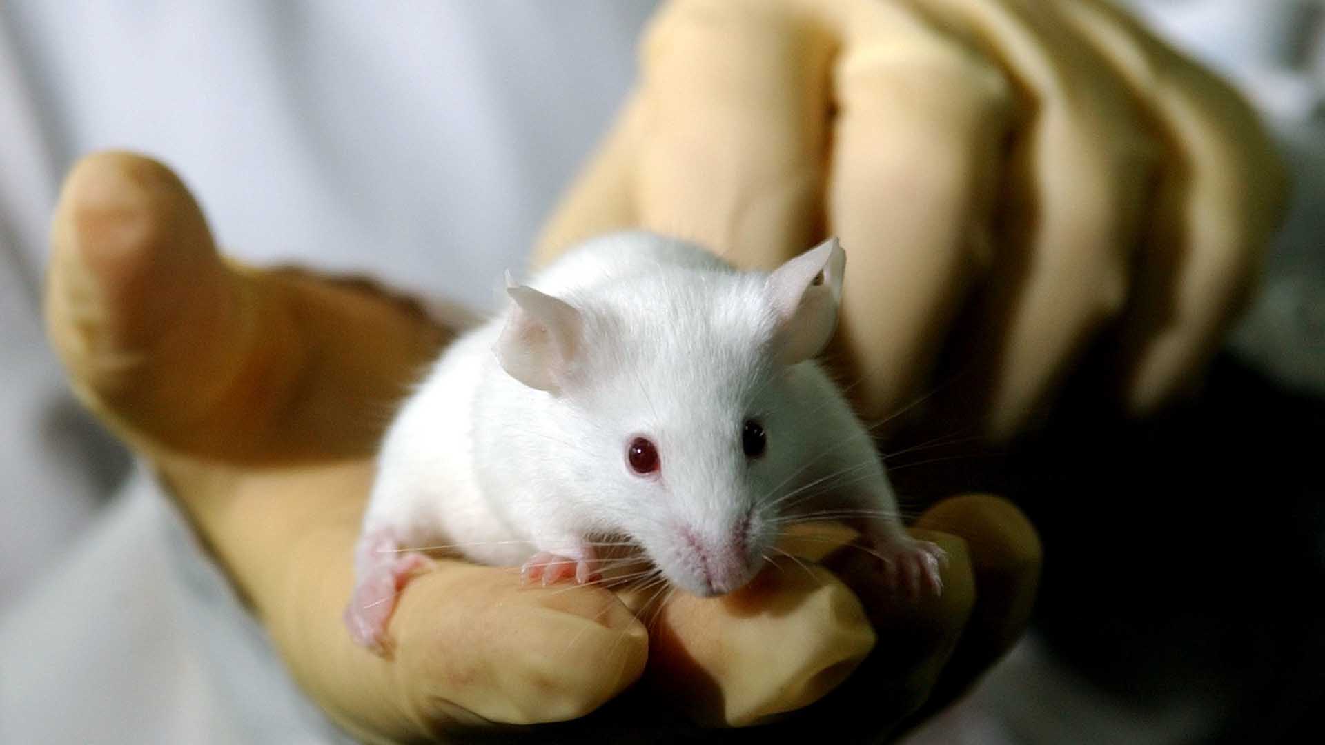 Nacen los primeros ratones a partir de óvulos artificiales impresos en 3D