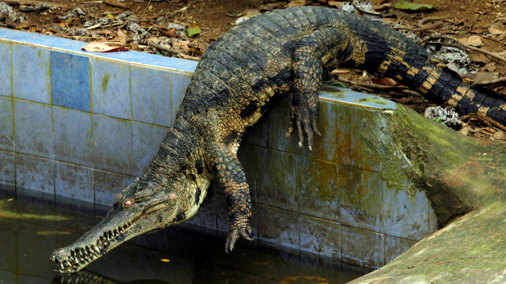 Un cocodrilo de más de dos metros aparece en una piscina familiar en Florida