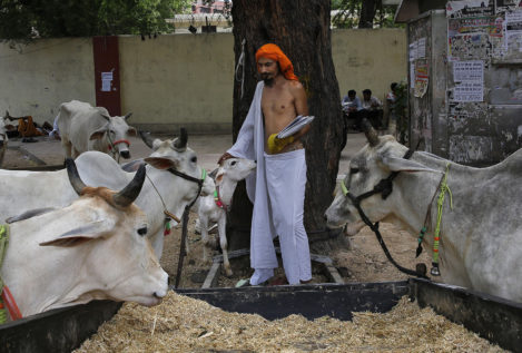 Una ONG lanza un servicio de ambulancias para vacas en India