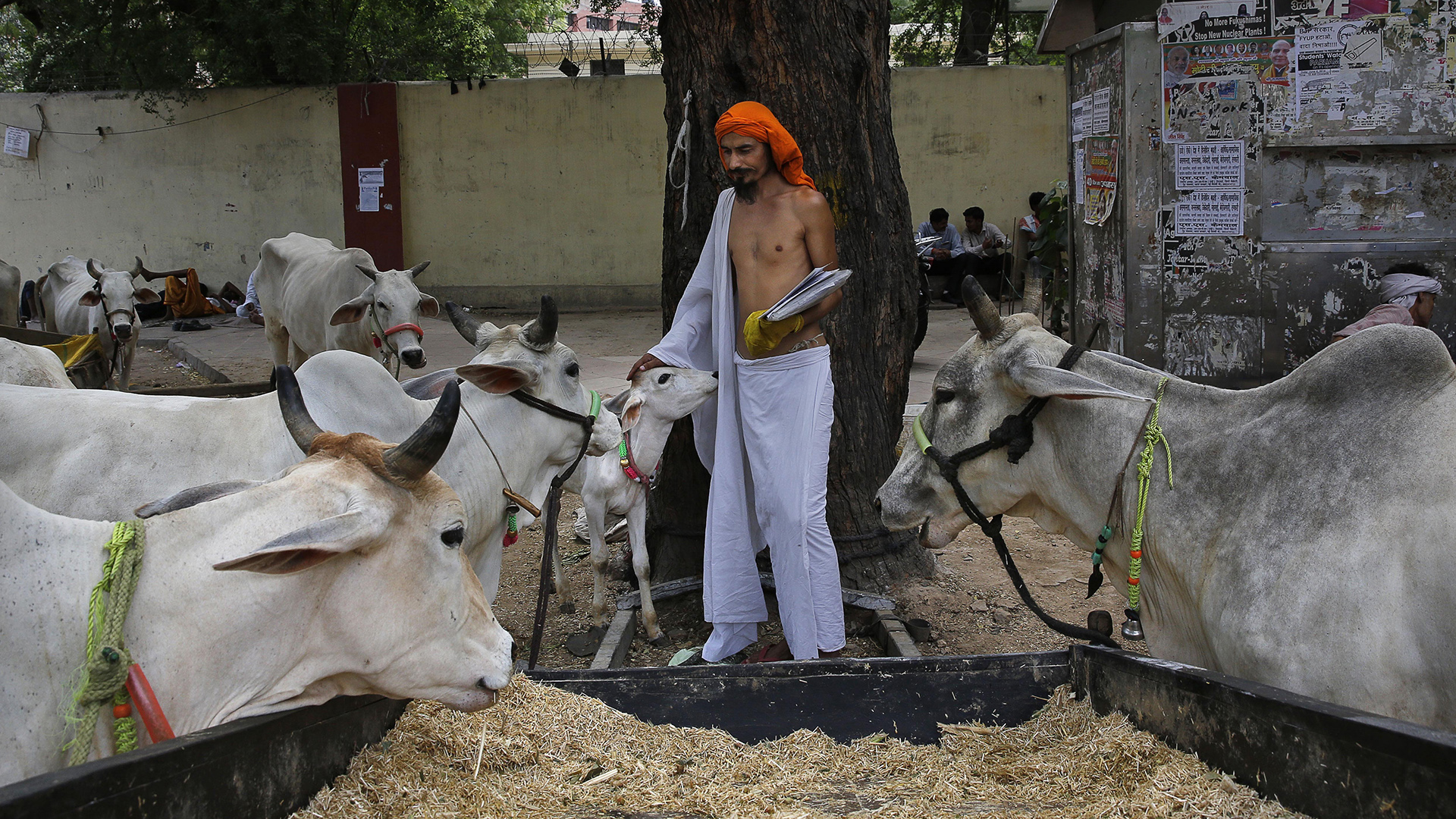 Una ONG lanza un servicio de ambulancias para vacas en India