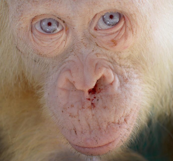 Una orangutana albina de ojos azules es rescatada en Borneo