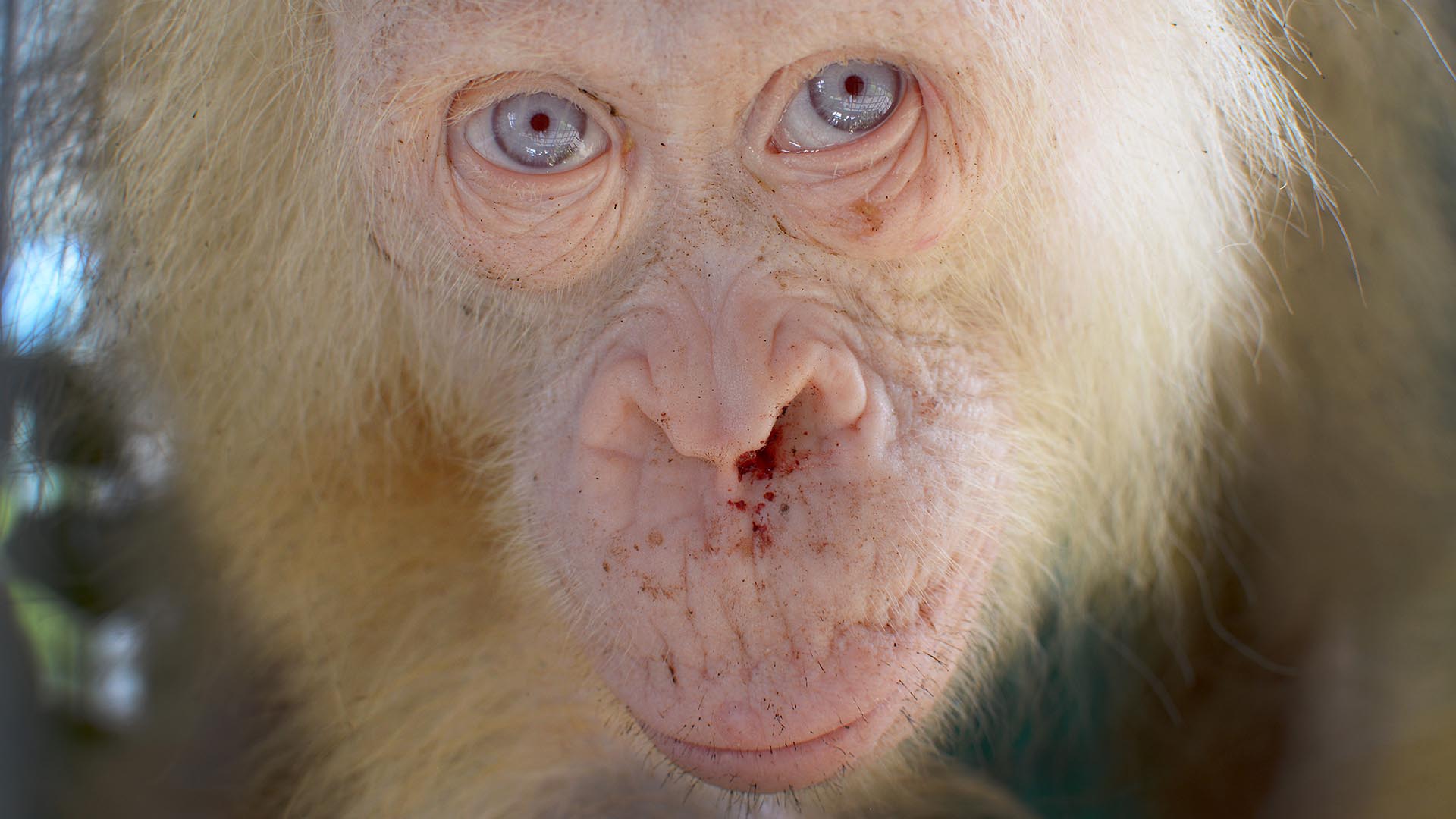 Una orangutana albina de ojos azules es rescatada en Borneo