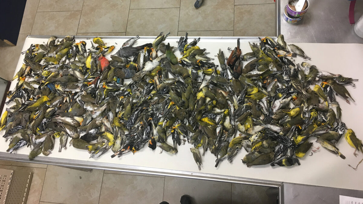 Unos 400 pájaros mueren al chocar contra un rascacielos en Texas