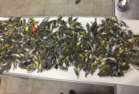 Unos 400 pájaros mueren al chocar contra un rascacielos en Texas