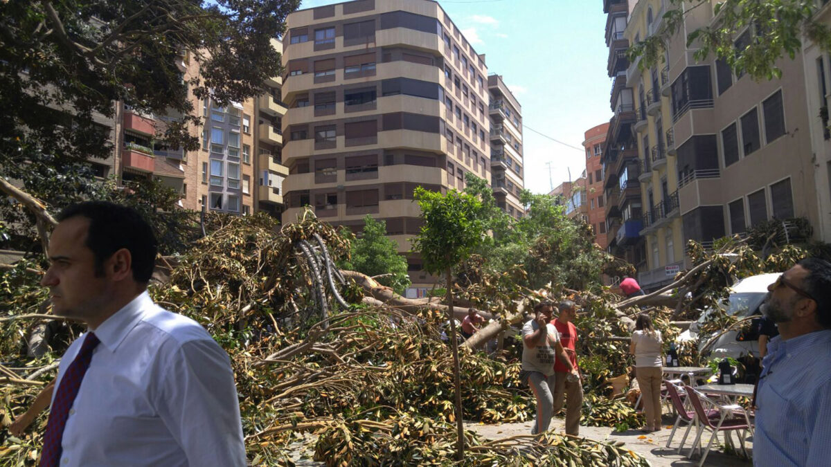 Cae parte de un ficus gigante en una plaza de Murcia