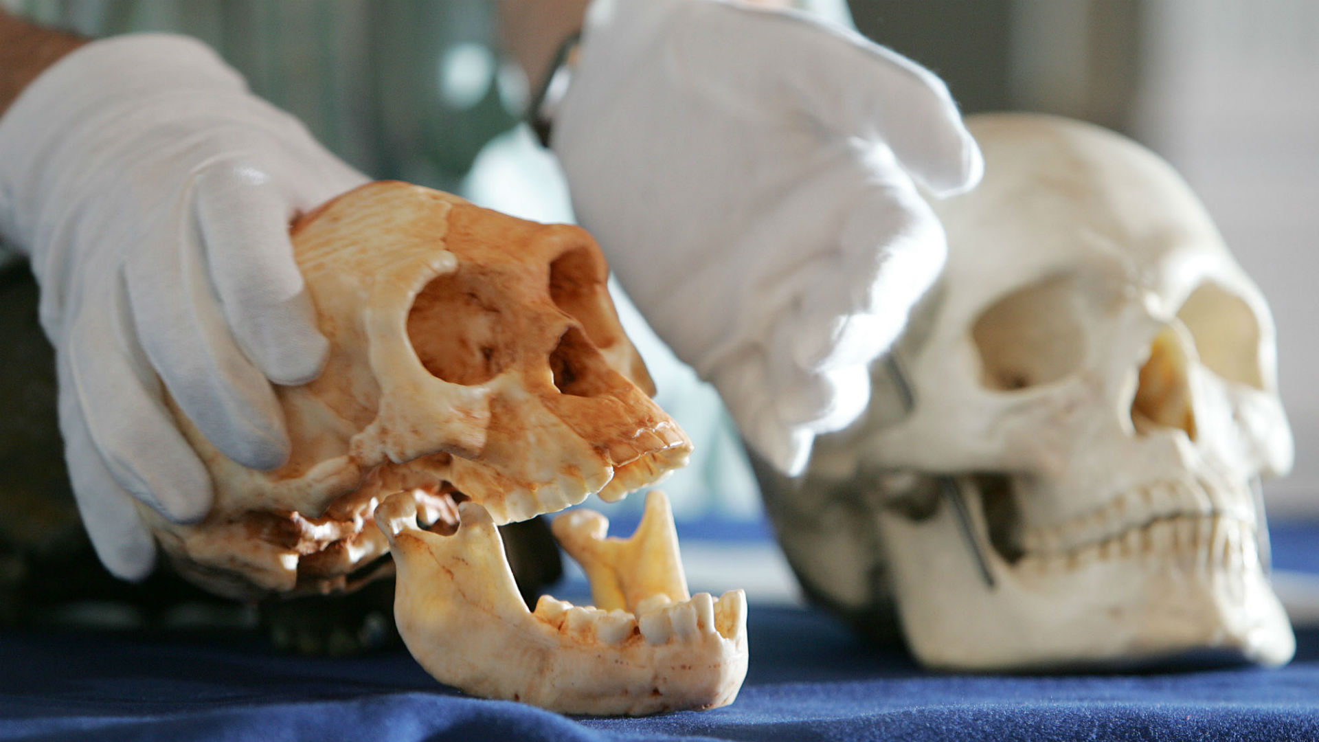 Descubren los restos del "homo sapiens" más antiguo del mundo