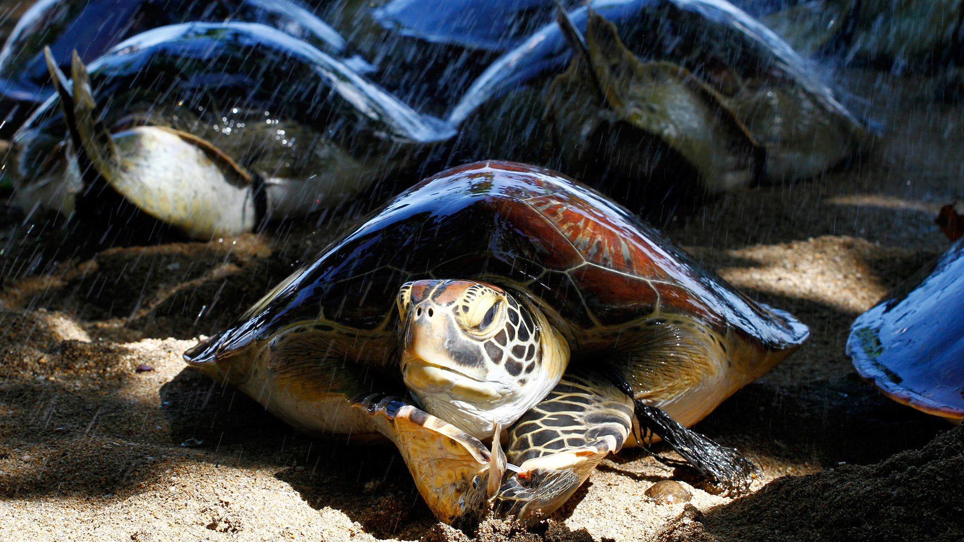 Encontrados restos químicos en la sangre de las tortugas de la Gran Barrera de Coral