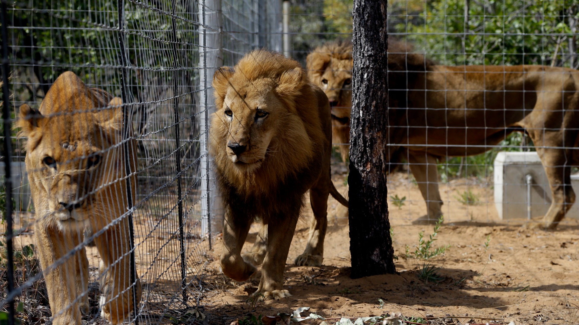 Indignación en Sudáfrica por el trágico final de dos leones rescatados de un circo