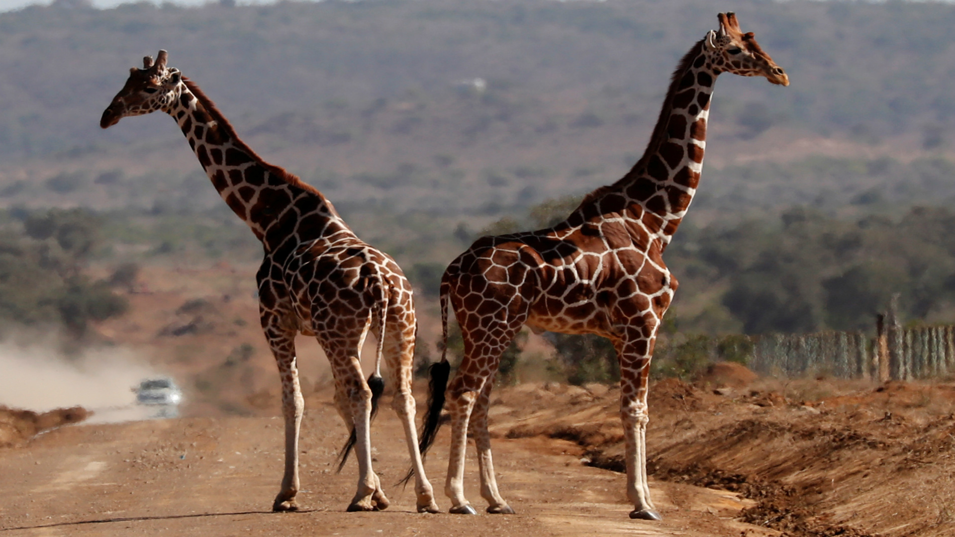 La oleada de asesinatos de vida silvestre en Kenia está acabando con las jirafas