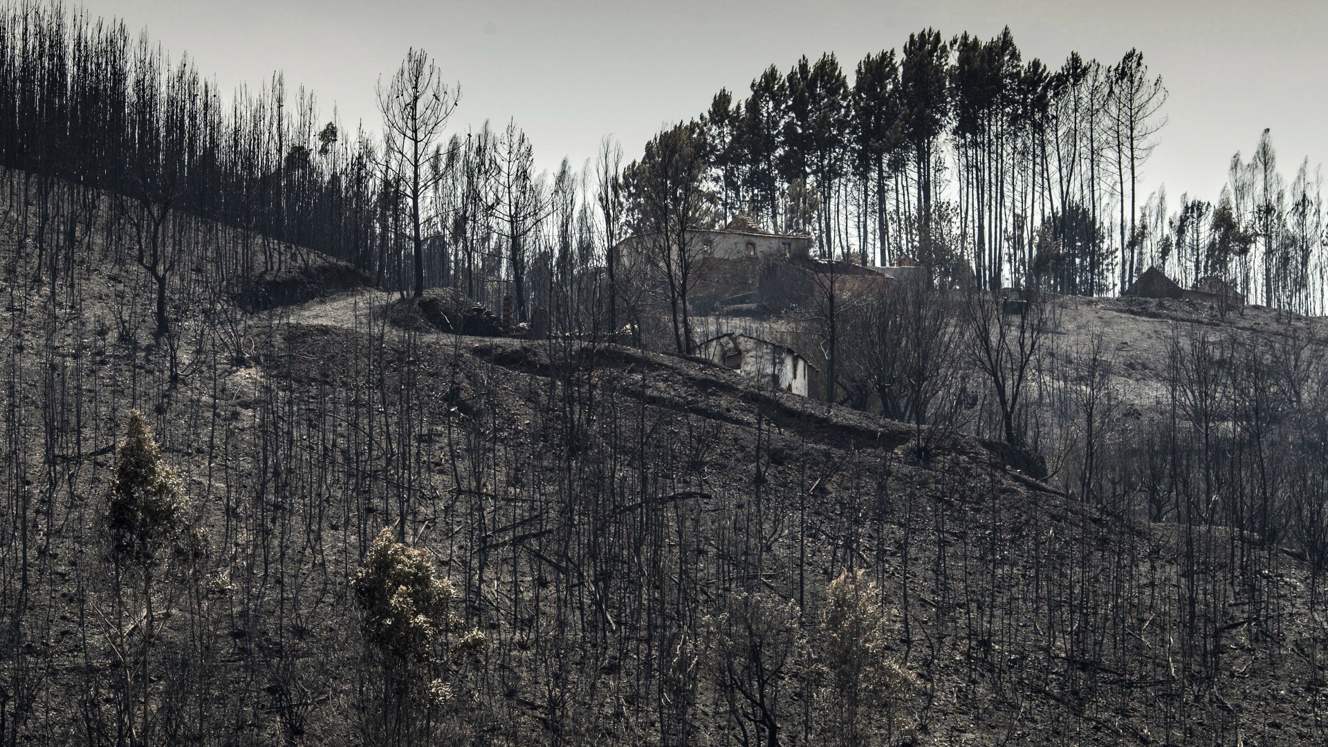 Los bomberos controlan ya todos los focos del incendio de Portugal 3