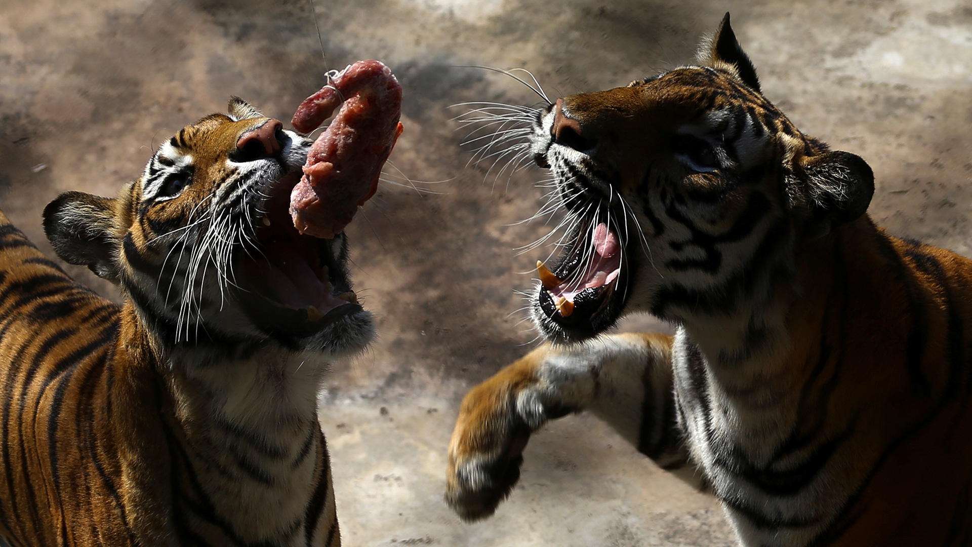 Los inversores de un zoo chino lanzan un asno a los tigres