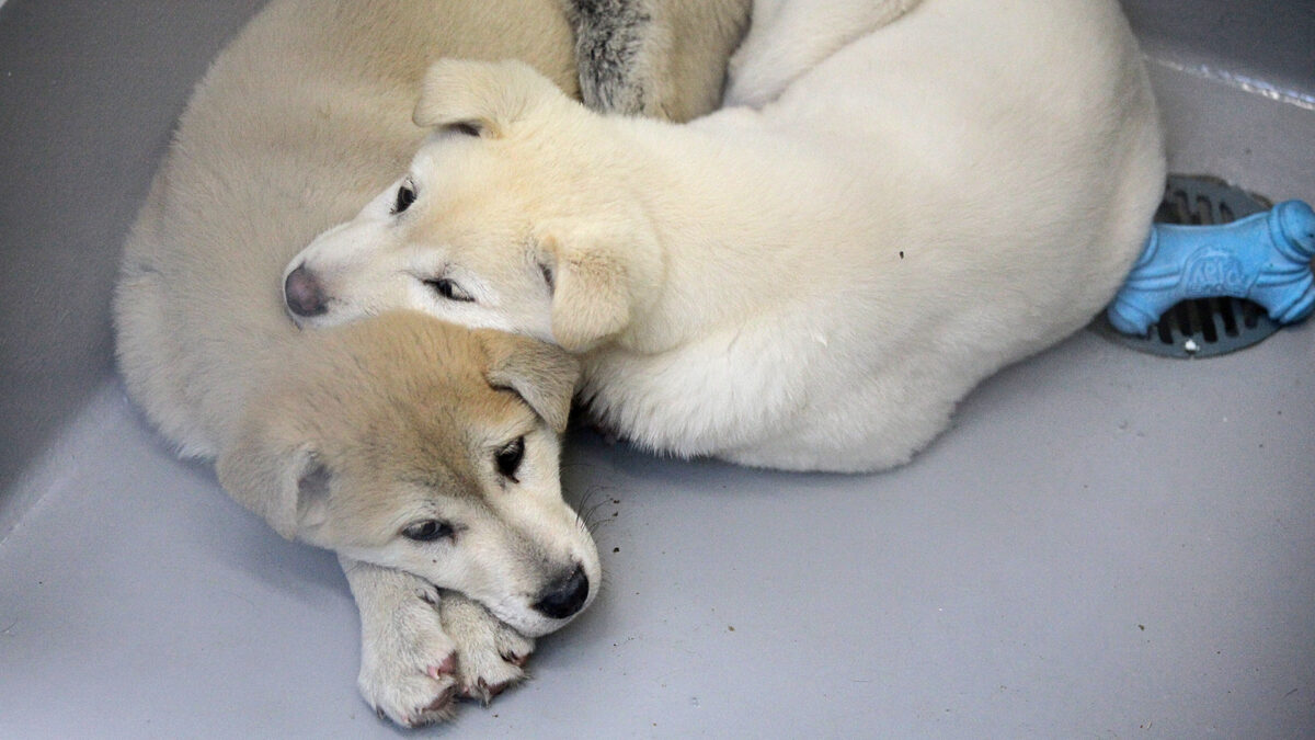 Los lobos y los perros reaccionan a la injusticia igual que los humanos