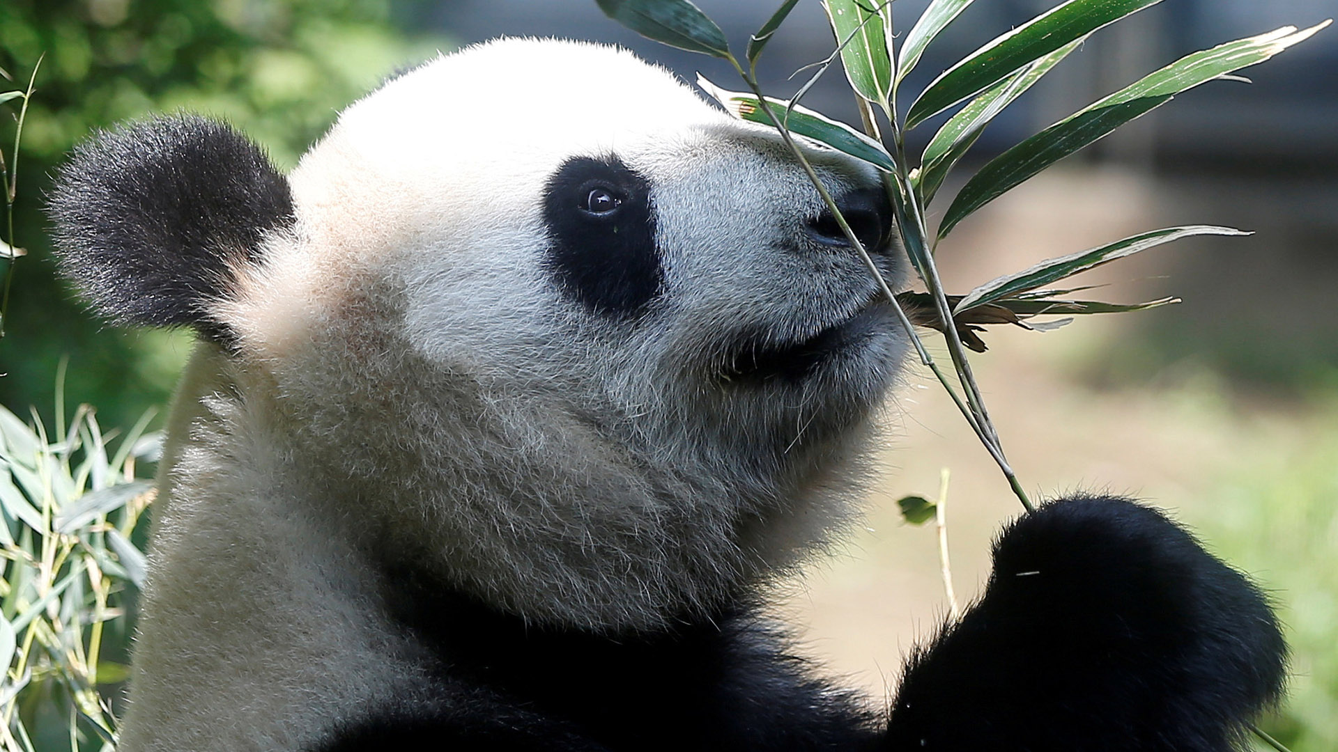 Nace por primera vez en 5 años un oso panda gigante en un zoo de Tokio