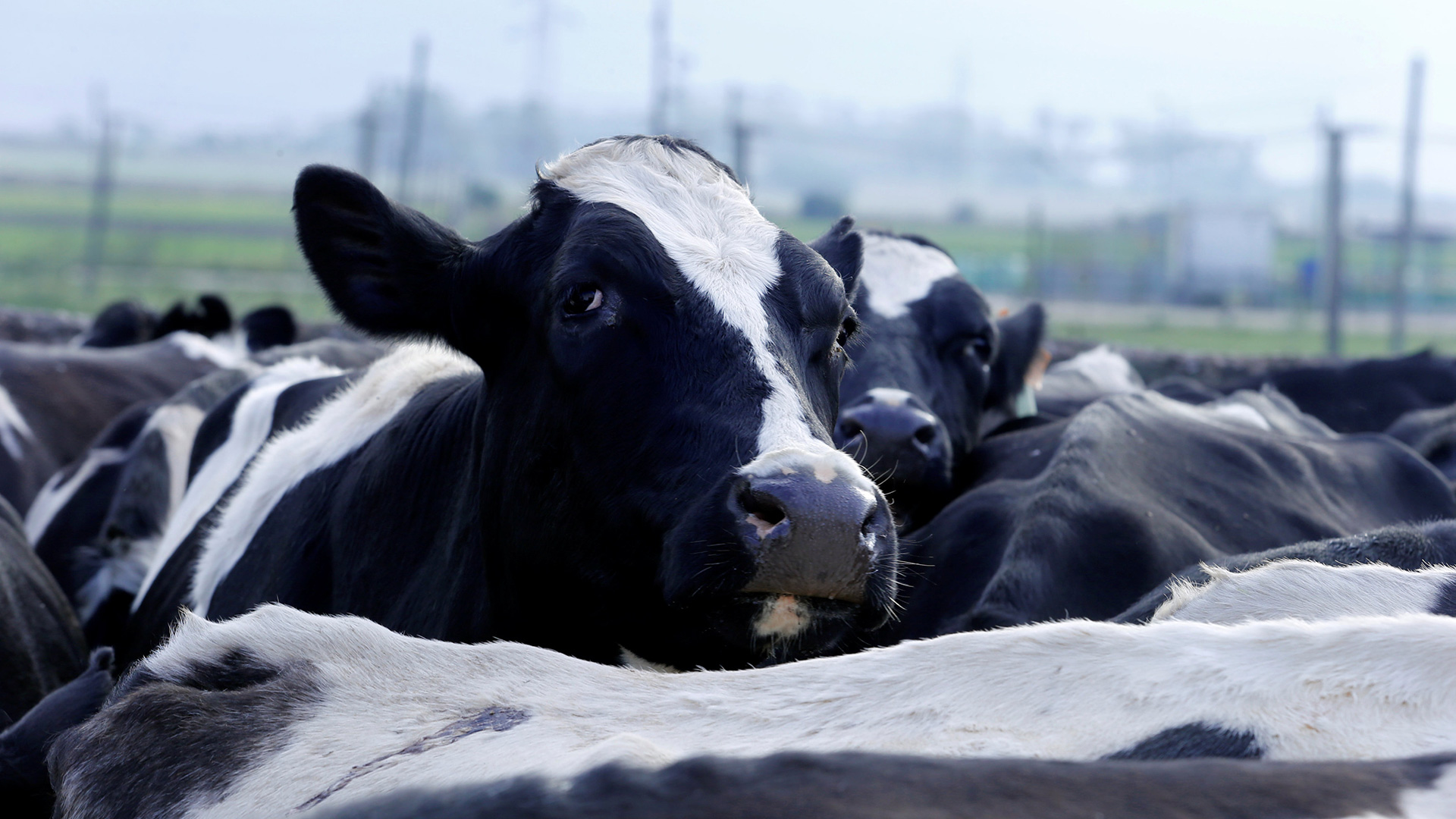 Qatar estudia montar a 4.000 vacas en un avión para acabar con la escasez de leche
