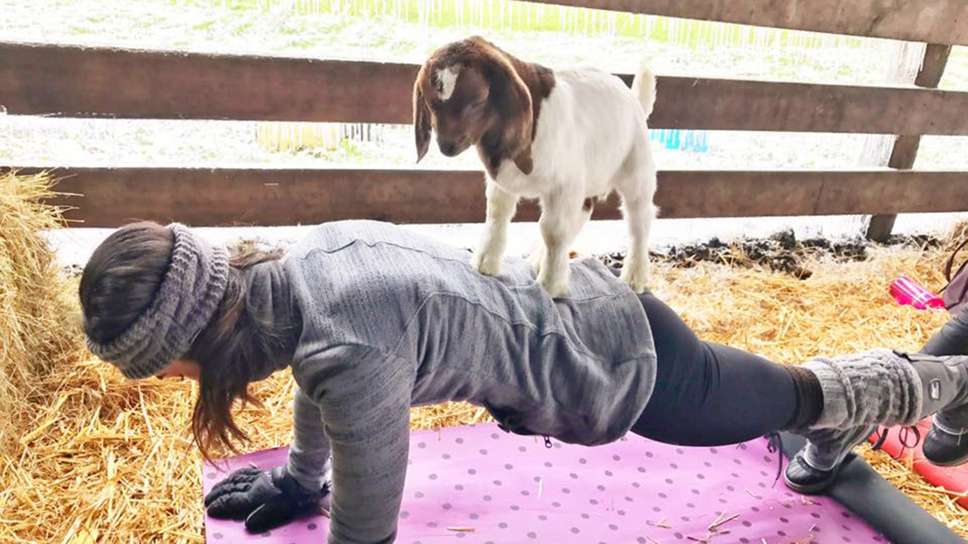 Yoga y cabras, la nueva combinación de moda para combatir el estrés 5