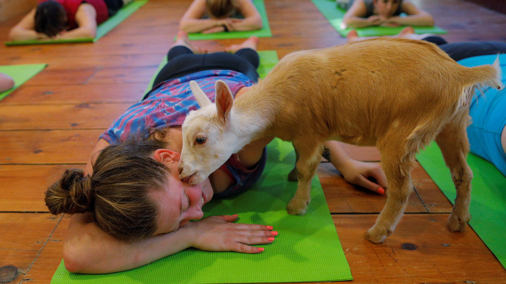Yoga y cabras, la nueva combinación de moda para combatir el estrés 6