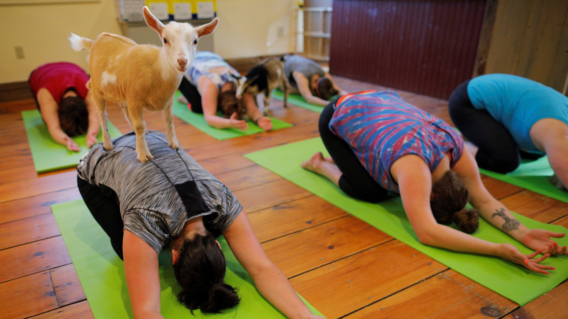 Yoga con cabras, meditación y muchas risas para luchar contra el estrés