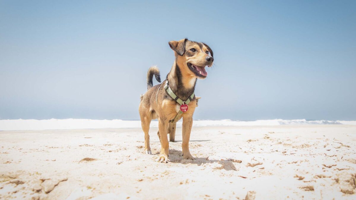 7 Tips para disfrutar de la playa con tu perro