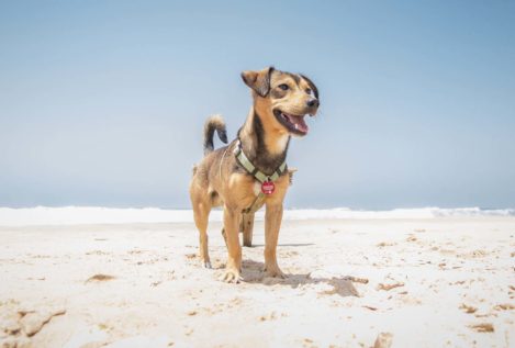 7 Tips para disfrutar de la playa con tu perro
