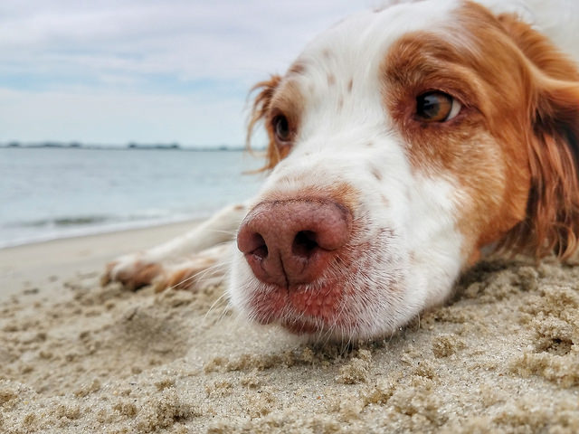 7 Tips para disfrutar de la playa con tu perro