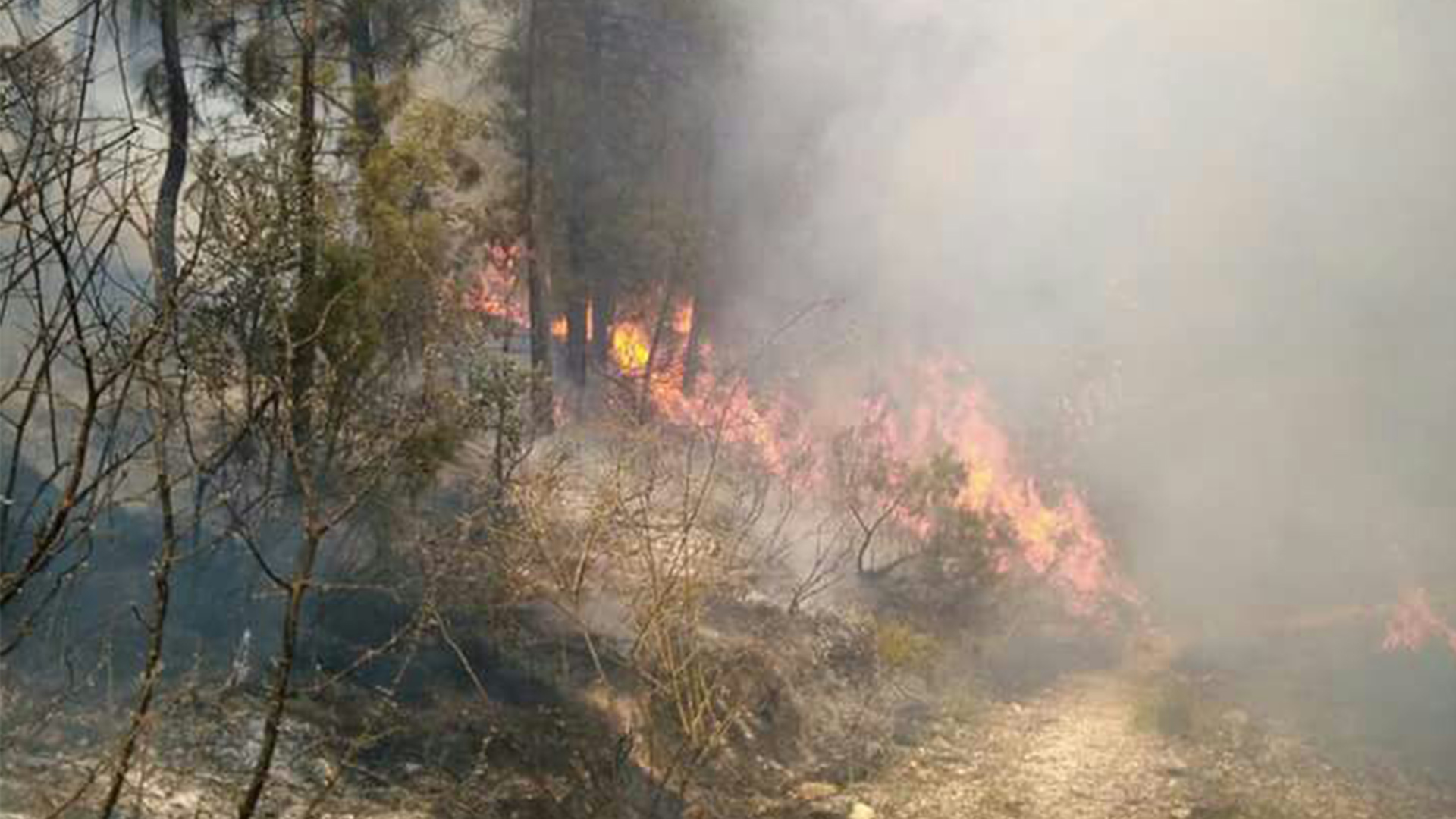 Cerca de 100 personas evacuadas por un incendio forestal en Yeste