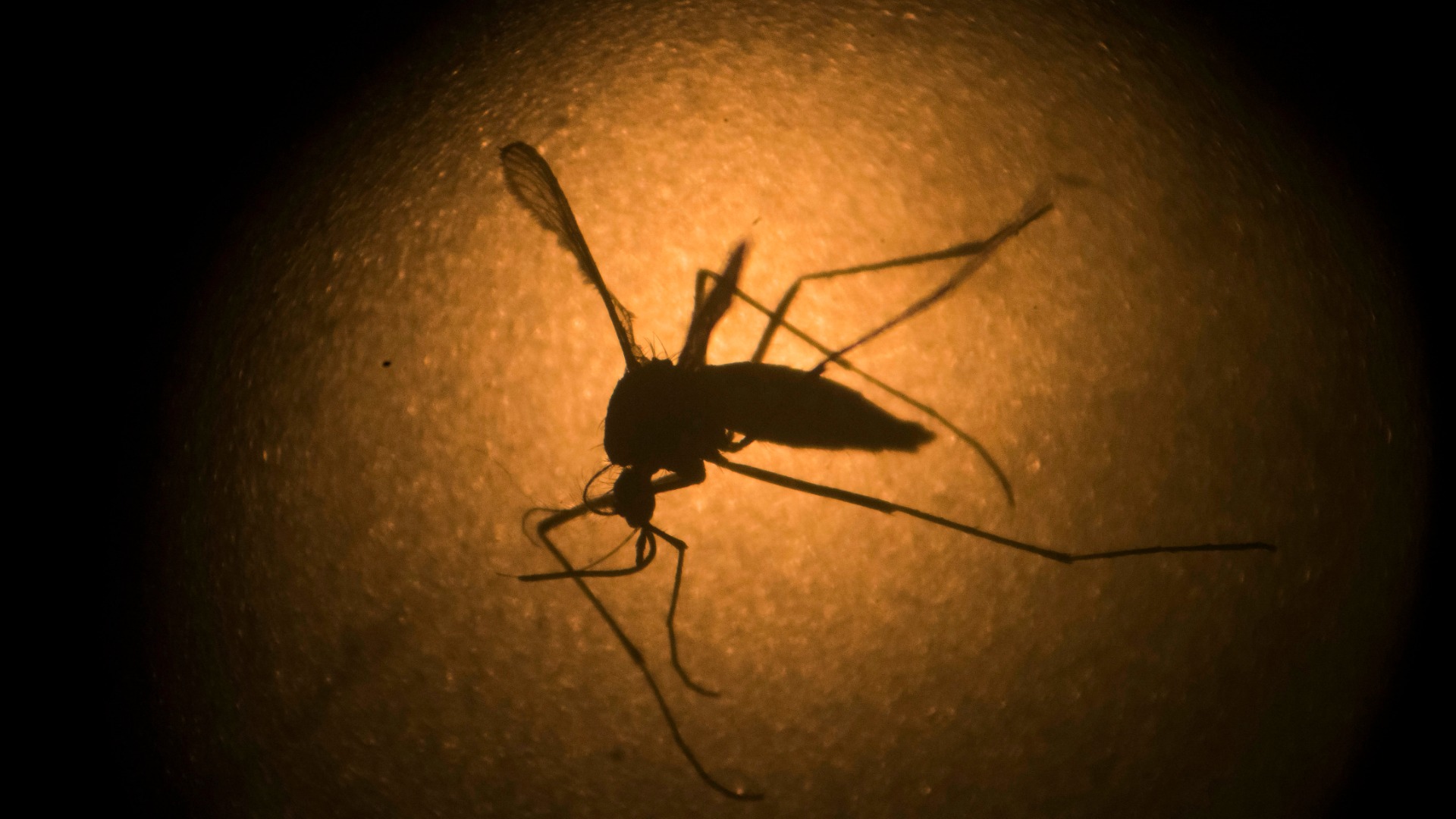 Científicos chinos desarrollan un posible inhibidor del virus del zika