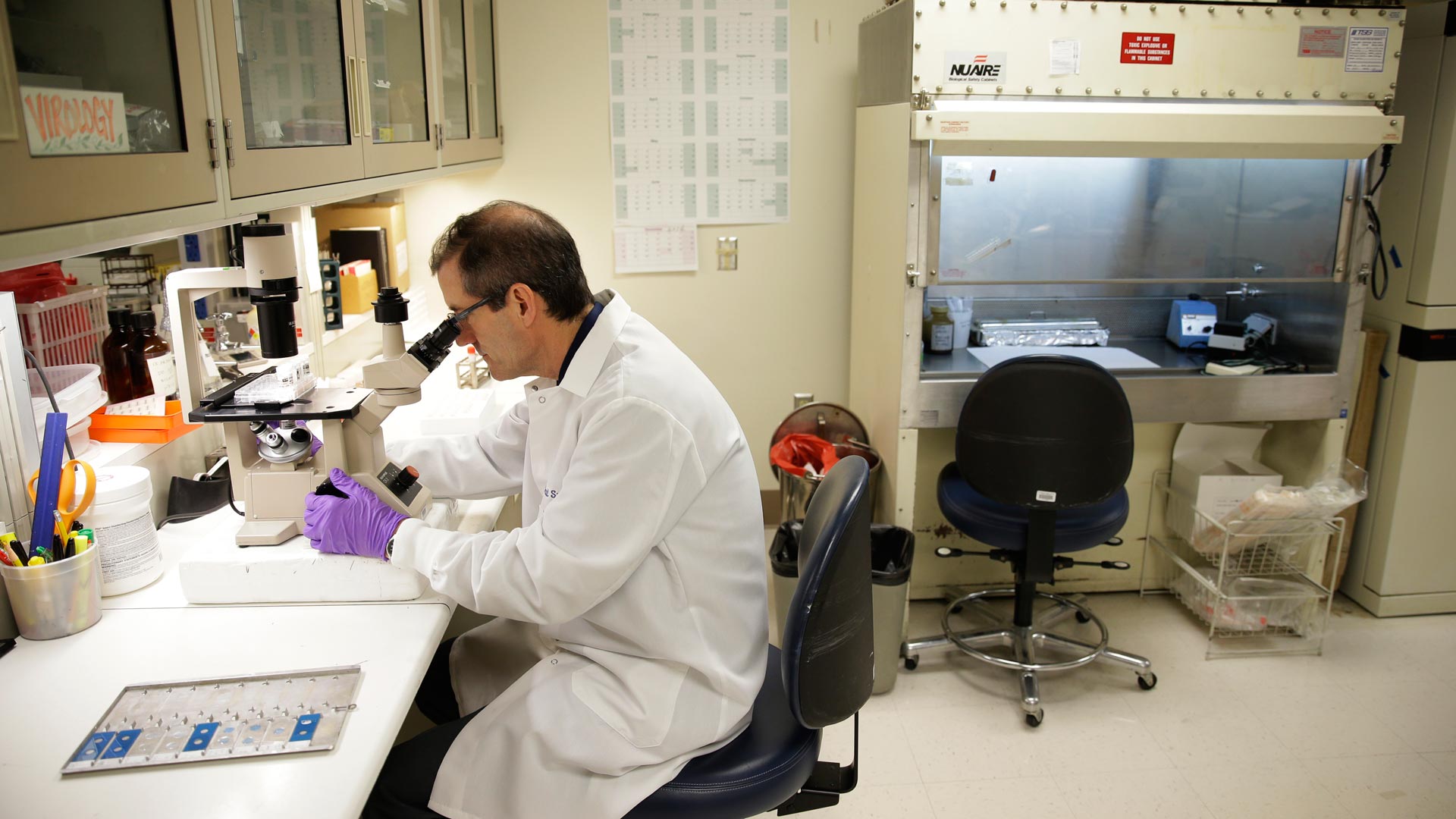 Científicos logran producir anticuerpos para ayudar a evitar enfermedades