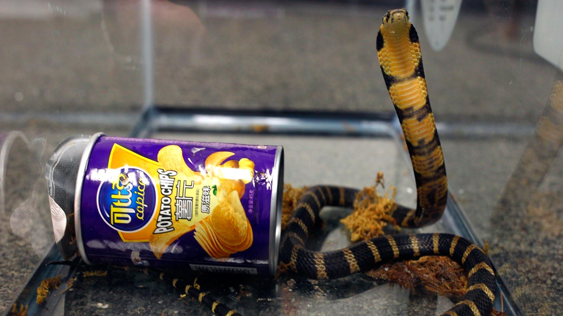 Mortales cobras llegan a EEUU en latas de patatas fritas