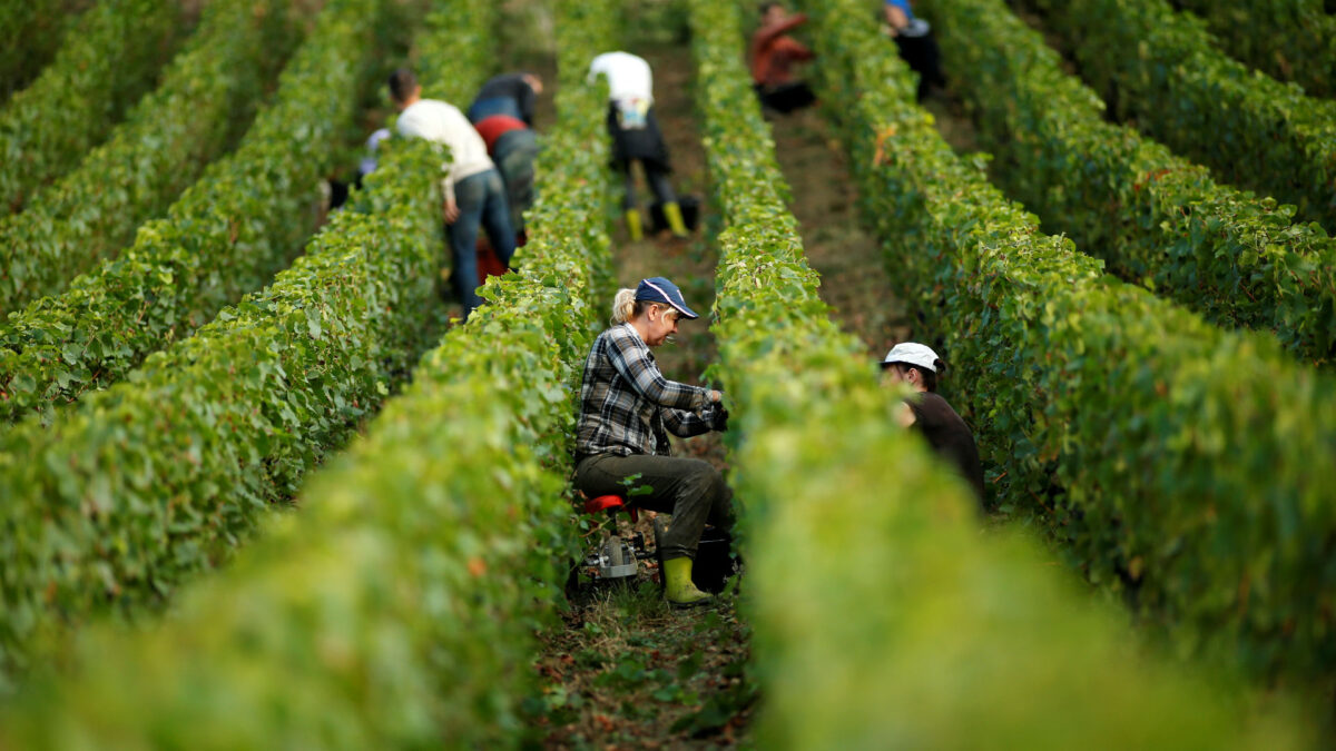 El frío deja una cosecha de vino en Francia con mínimos históricos