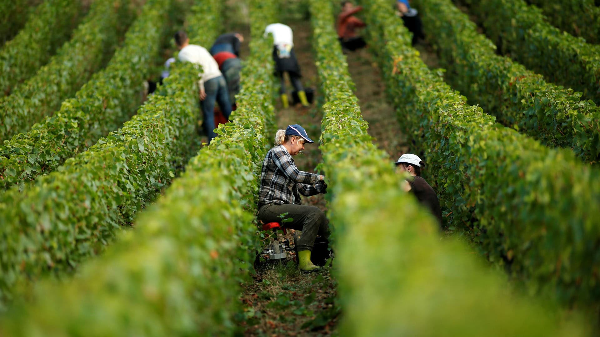 El frío deja una cosecha de vino en Francia con mínimos históricos
