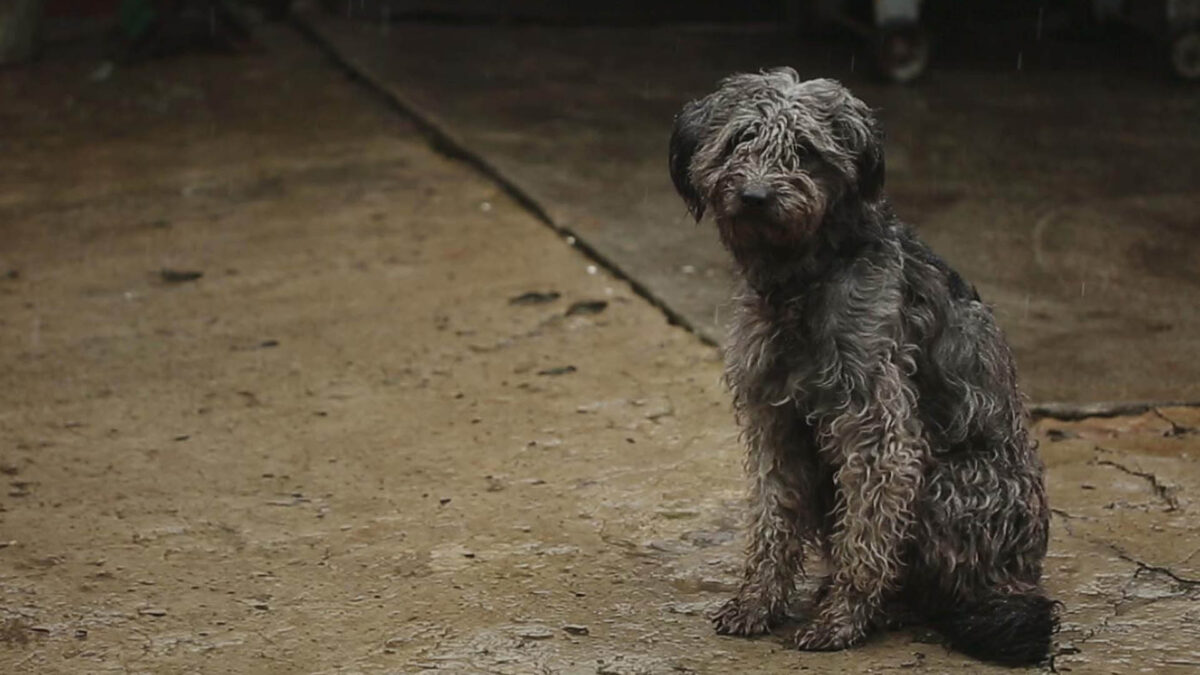 El nacimiento de camadas indeseadas es el principal motivo de abandono de perros y gatos en España