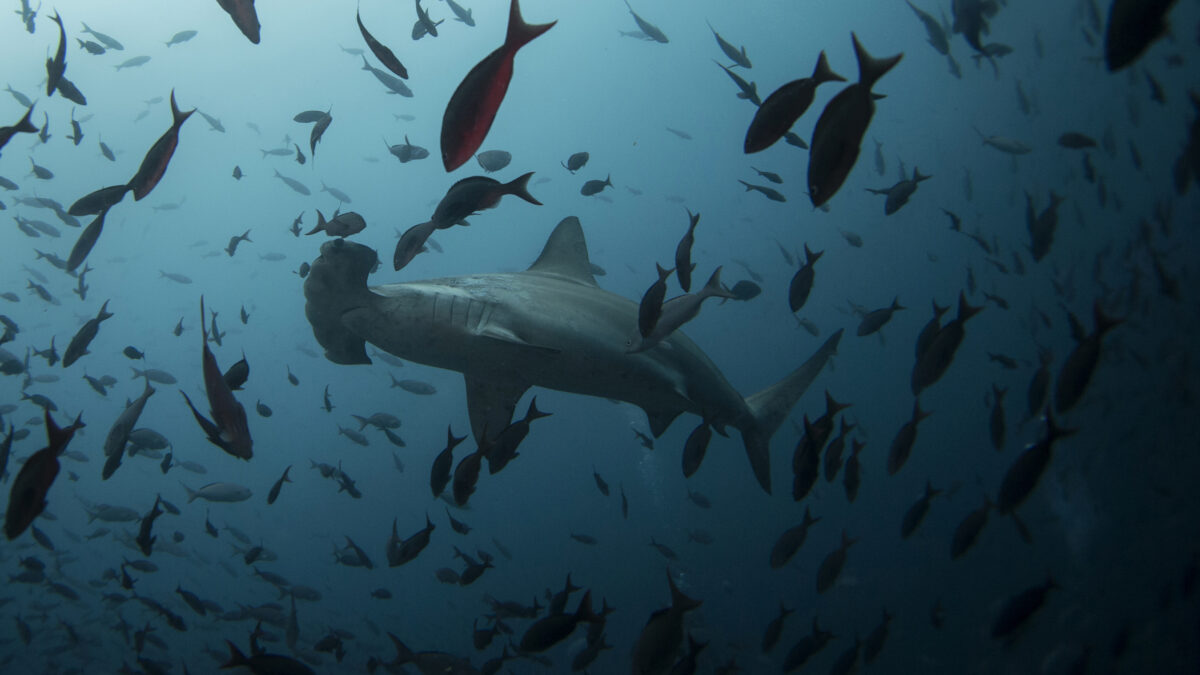 El aumento de la acidez del mar reducirá la biodiversidad y los ecosistemas marinos