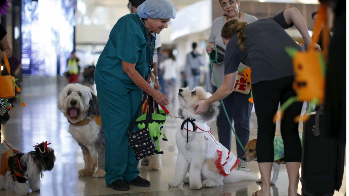 Los perros ayudan a los enfermos psiquiátricos a superar la depresión