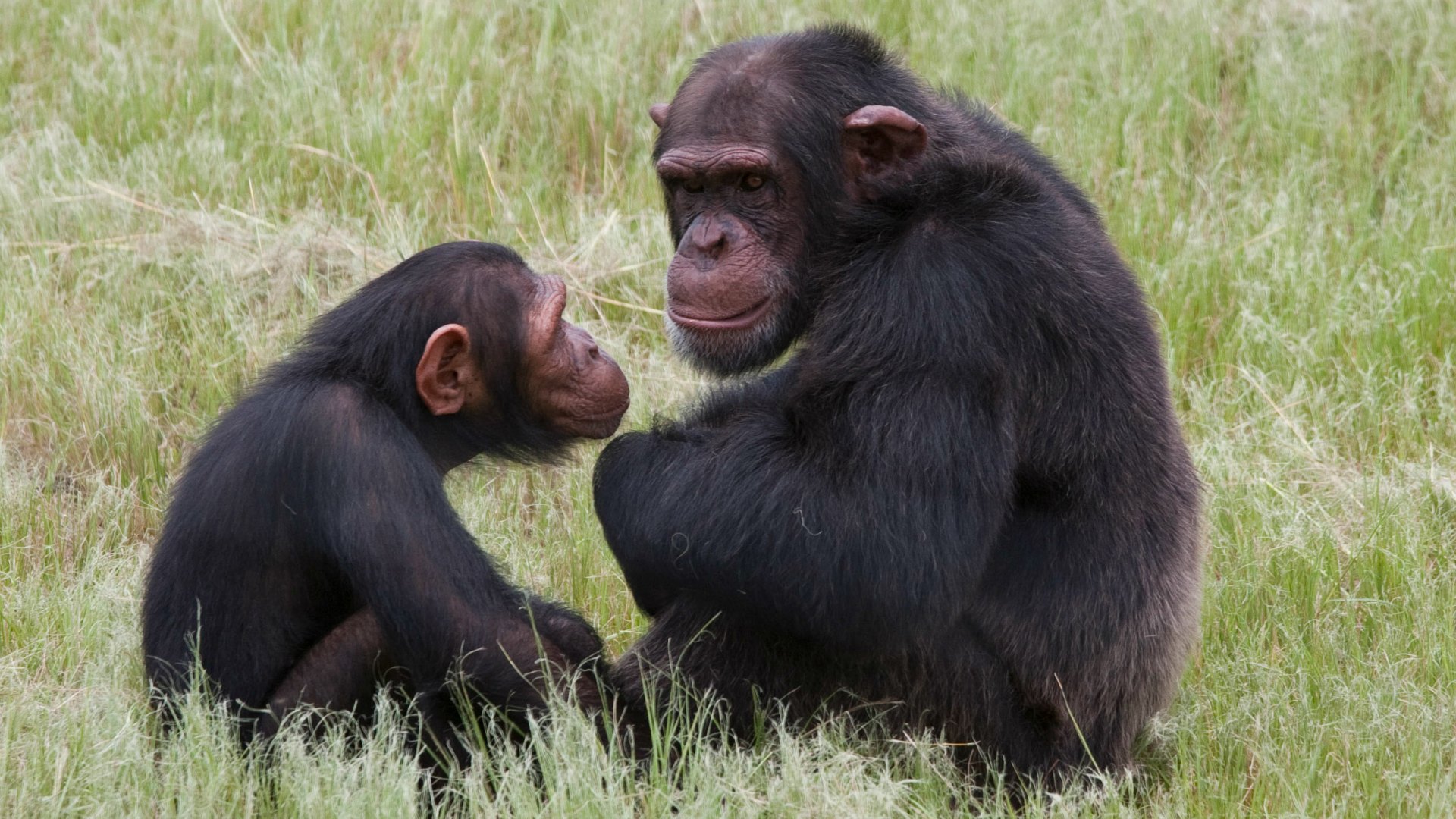 Los primatólogos africanos se movilizan para salvar a los monos
