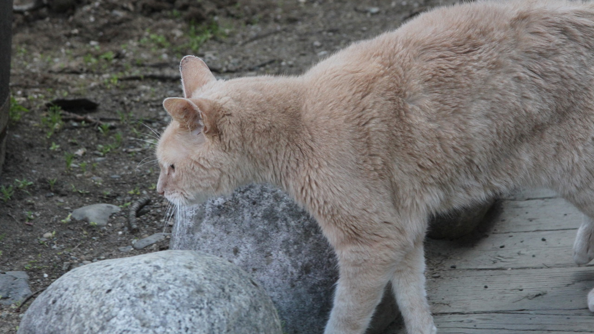 Muere a los 20 años el gato Stubbs, el ‘alcalde’ de un pueblo de Alaska