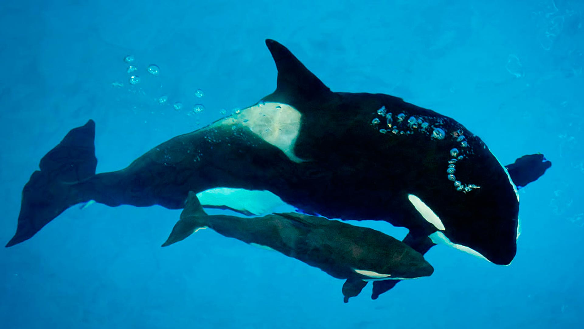 Muere la última orca nacida en cautiverio