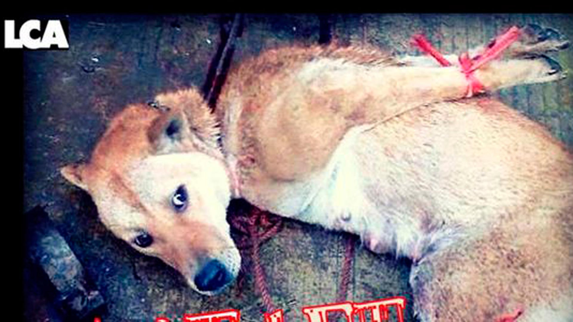 Rescatan a 149 perros que serían comidos en Corea del Sur 1