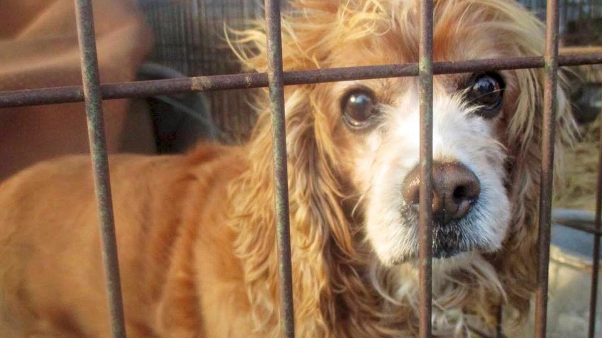Rescatan a 149 perros destinados para comida en Corea del Sur