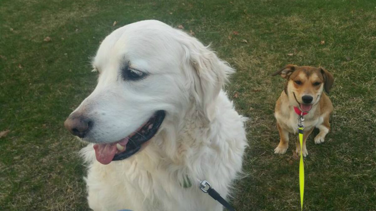 Storm, el perro que se lanzó al agua para salvar a un cervatillo