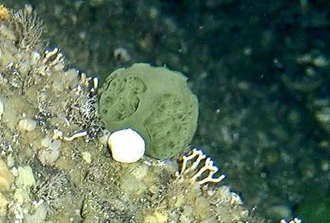 Una esponja de mar descubierta en Alaska destruye las células del cáncer de páncreas