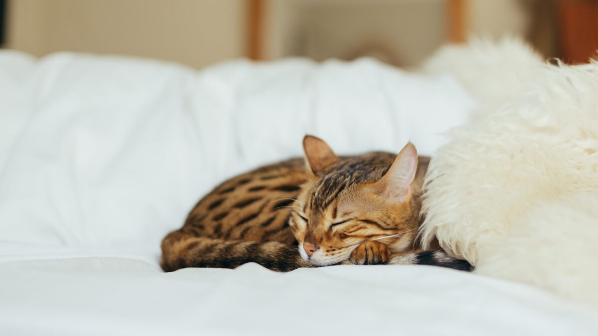 Un hombre es condenado a 16 años de prisión por matar a 21 gatos