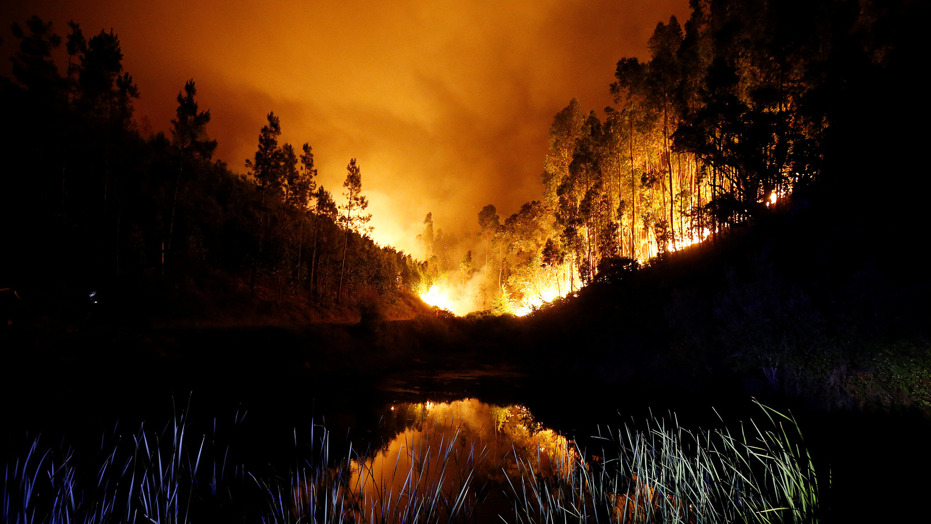 WWF denuncia que los incendios son una emergencia civil por “el urbanismo caótico”