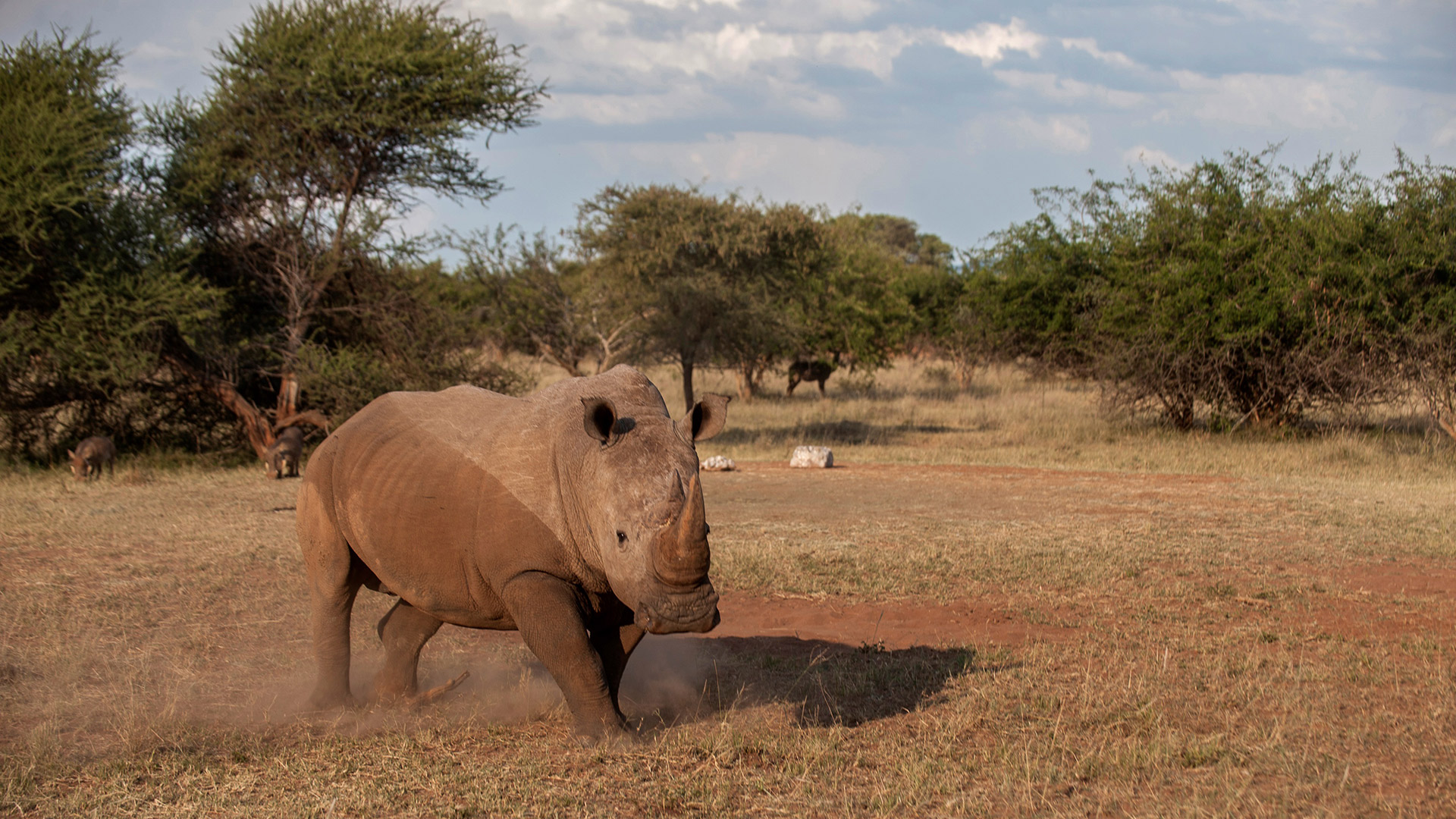 Gran polémica en la primera subasta de cuernos de rinoceronte en Sudáfrica