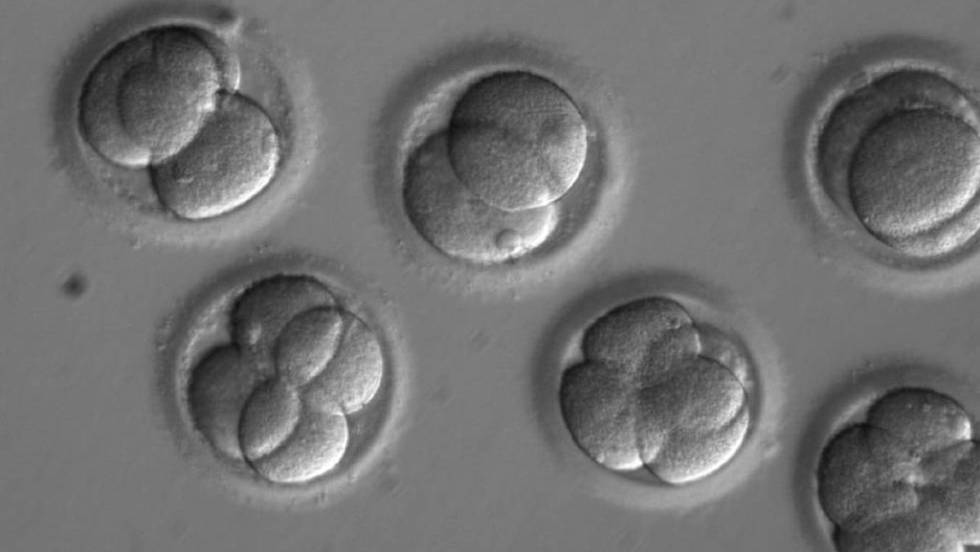 EEUU consigue corregir una enfermedad hereditaria en embriones humanos por primera vez