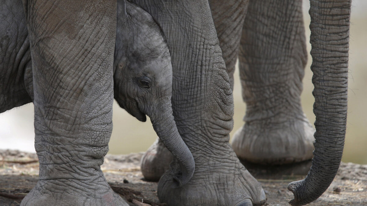 «Histórica» reubicación de 520 elefantes en Malaui